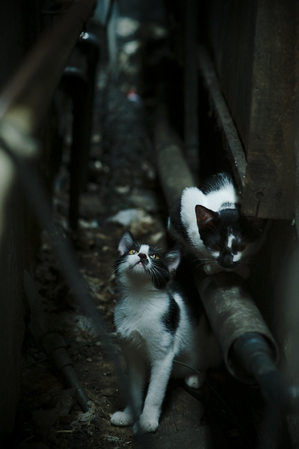 开云电竞在线-2016年季后赛第七场：库里的“远距离绝杀”点燃全场！，16年总决赛第七场库里数据