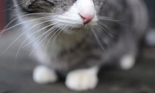 开云体育中国官网-托桑·埃夫布奥姆万成为NBA国际化象征，埃托奥与布冯相视一笑